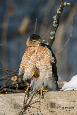 Cooper's Hawk. South Milwaukee, WI