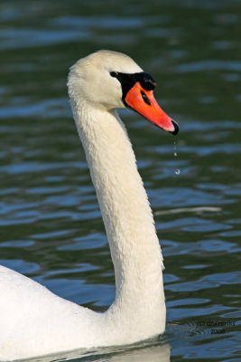 Mute Swan. Kenosha, WI