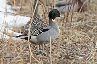 N. Pintail/Mallard? cross. Port Washington, WI