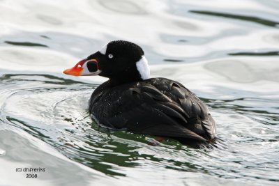 Surf Scoter. Port  Washington, WI