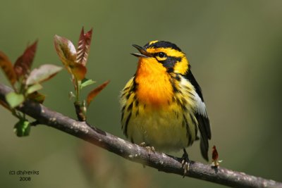 Blackburnian Warbler. Doctors Park, Milw.