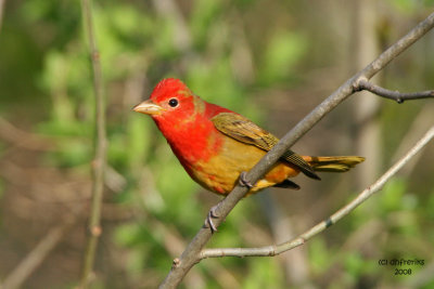 Summer Tanager, Lake Park, Milw.