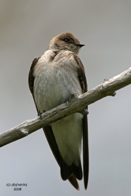 Rough-winged Swallow, Warrimont Park, Milw.