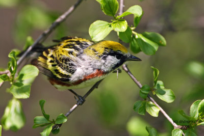 Chestnut-sided Warbler. Doctors Park, Milw.