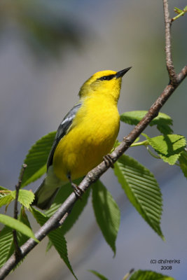 Blue-winged Warbler. Kewaskum, WI