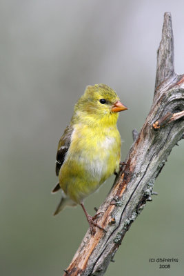 American Goldfinch, Kewaskum, WI