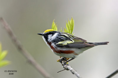 Chestnut-sided Warbler. Lake Park, Milw.