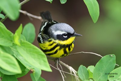 Magnolia Warbler. Lake Park, Milw.