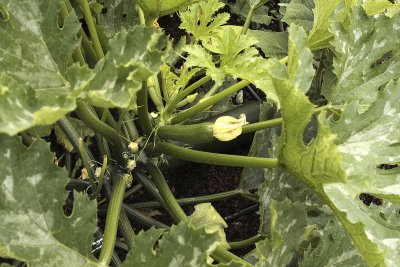 IMG_3922_chaumont_courgette.jpg