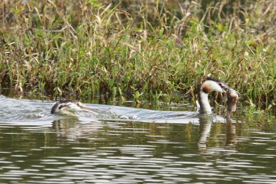 _MG_5942_beaumont_ghpoisson_redireca.jpg