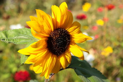 _MG_5771_valencay_soleilfleur_redi.jpg