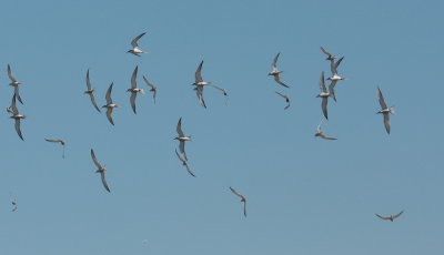 Sterne pierregarin - sterna hirundo - common tern