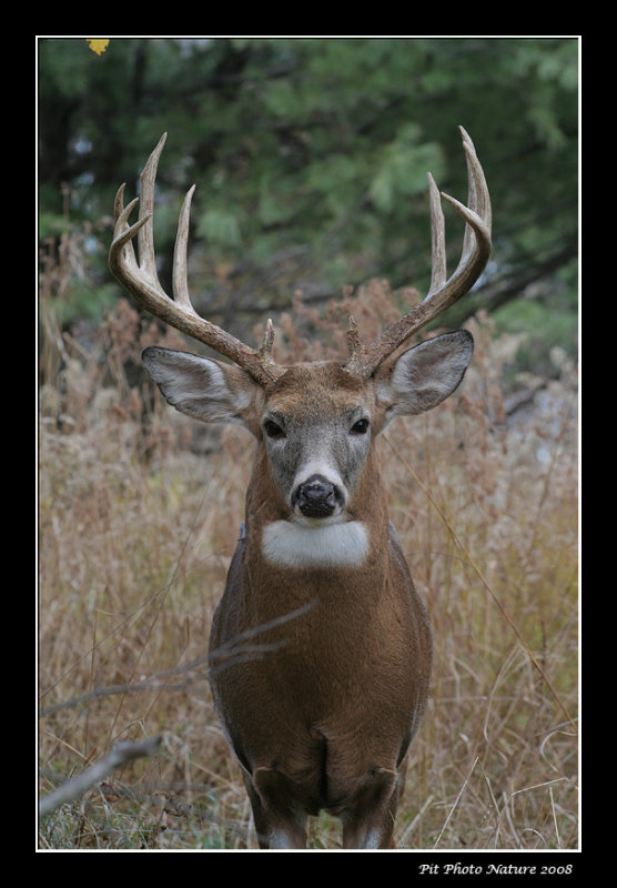 Cerf de Virginie