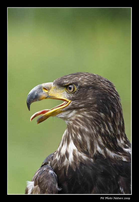 Pygargue  tte blanche - Bald Eagle