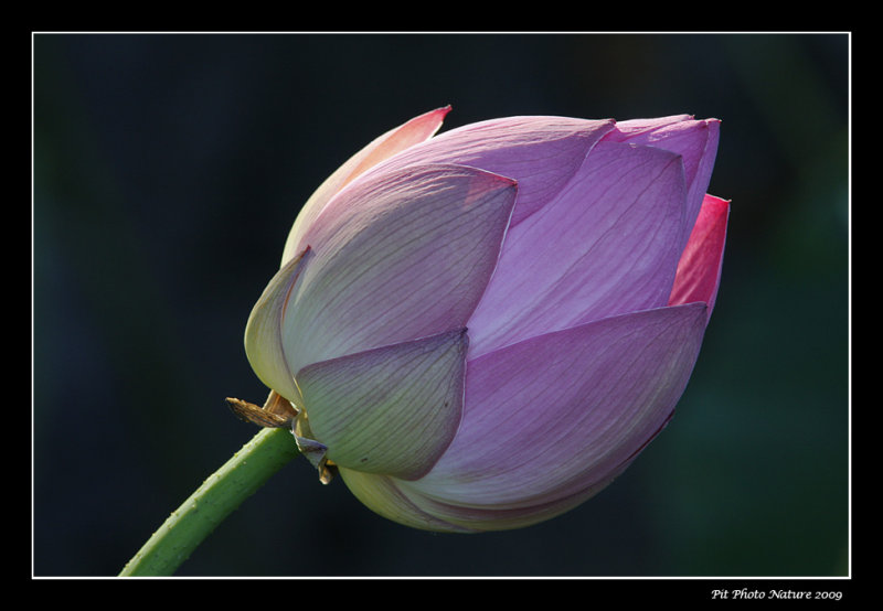 Lotus dOrient / Lotus Flower (Nelumbo nucifera)
