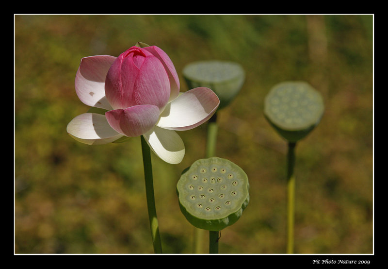 Lotus dOrient