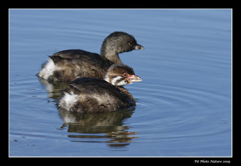 Grbe  bec bigarr - Pied-billed Grebe