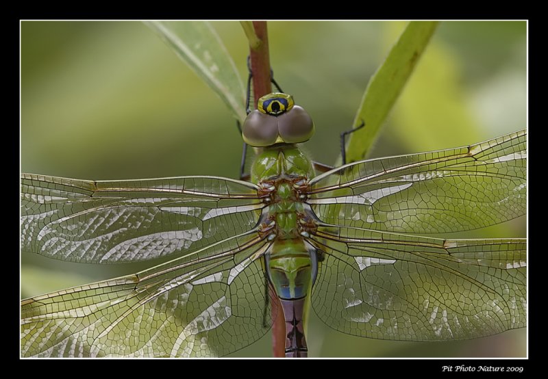 Anax prcoce / Common green Darner female (Anax junius)