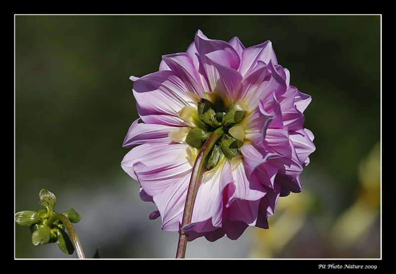 Dahlia sp.