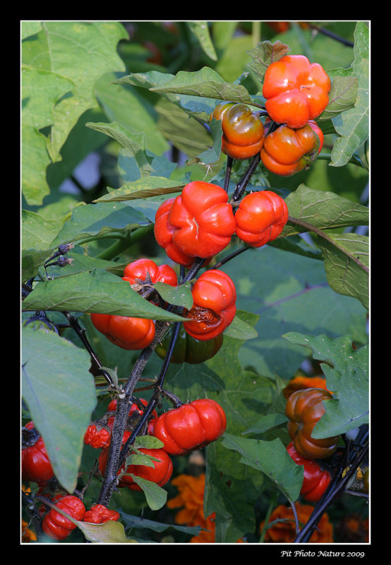 Aubergine ornementale/Pumpkin-on-a-stick