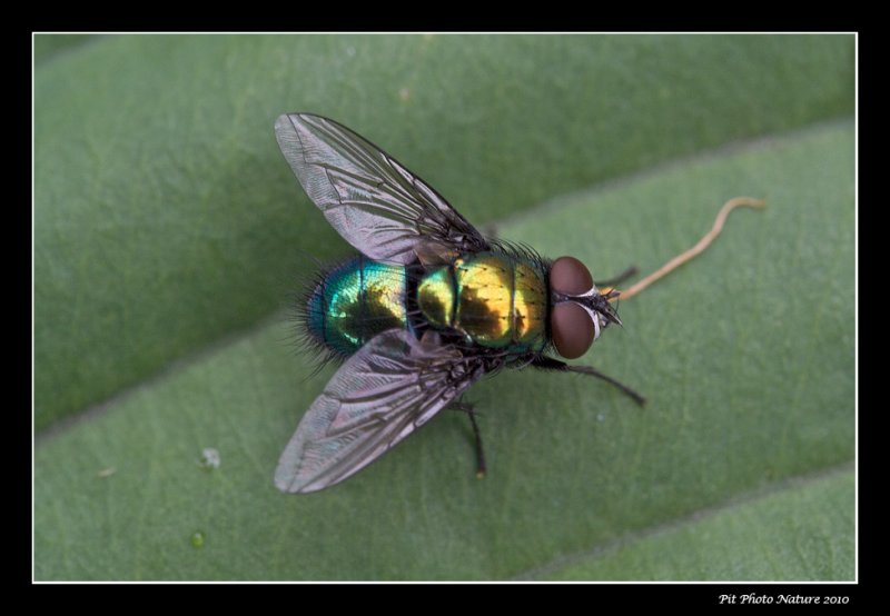 Mouche verte - Green fly