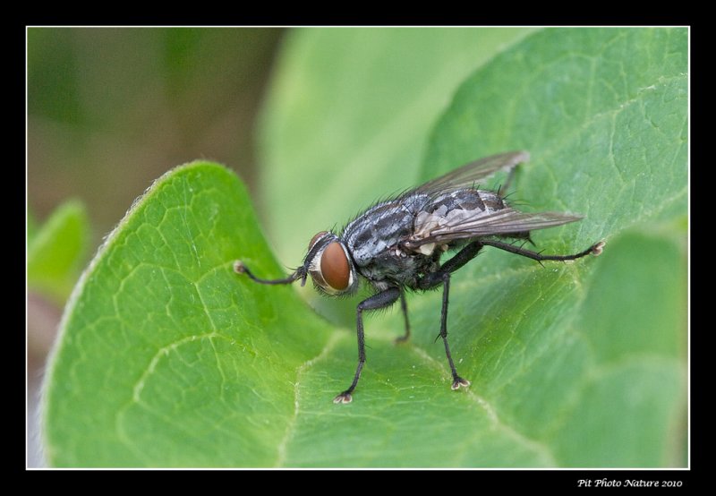 Mouche domestique - House fly