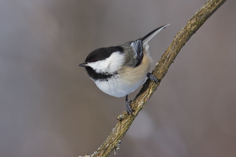 Msange  tte noire - Black-capped Chickadee