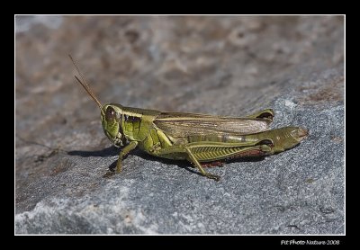 Mélanople birayé / Two-striped Grasshopper female (Melanoplus bivittatus)
