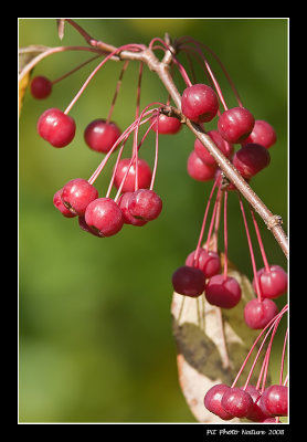 Cerisier de Pennsylvanie - Prunus pensylvanica