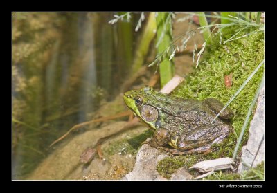 Grenouille verte / Northen Green Frog male (Rana clamitans melanota)