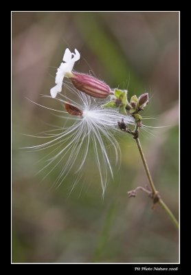 Lychnide fleur-de-coucou avec graine d'asclpiade