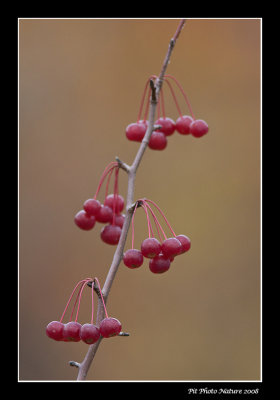 Cerisier de Pennsylvanie - Prunus pensylvanica