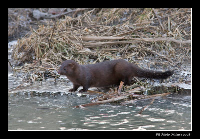 Vison d'Amrique - Mustela vison