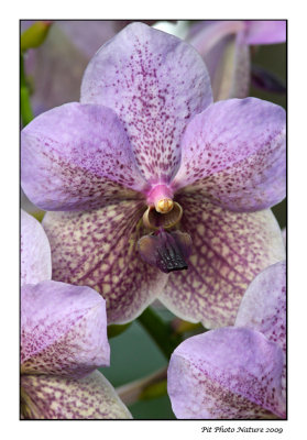 Orchide / Orchid (Vanda sp.)