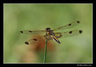 Celithemis elisa - Calico pennant female (Clithme indienne)