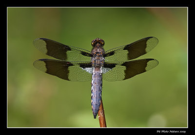 Libellula lydia - Common skimmer male (Libellule lydienne)