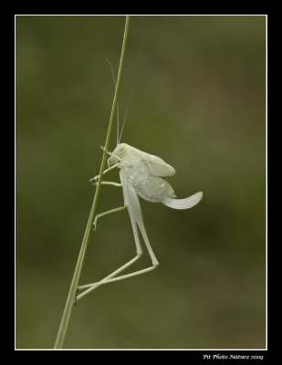 Sauterelle verte