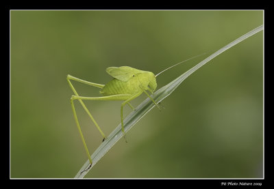 Sauterelle verte