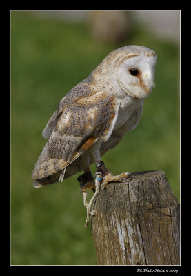 Effraie des clochers - Barn Owl