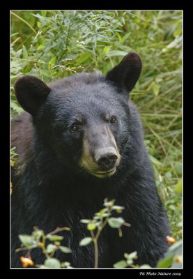 Ours noir - American Black Bear