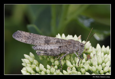 Oedipode à ailes noires - Black-winged Grasshopper
