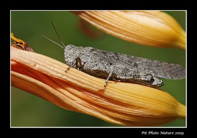 Oedipode à ailes noires - Black-winged Grasshopper