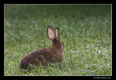 Livre d'Amrique - Snowshoe Hare
