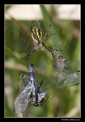 Argiope aurantia / Black and Yellow Garden Spider