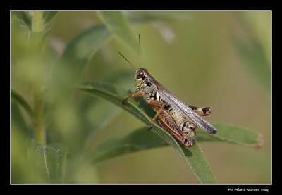 Melanoplus femurrubrum - Red-legged grasshopper (Mélanople à pattes rouges)