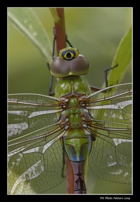 Anax prcoce / Common green Darner female (Anax junius)