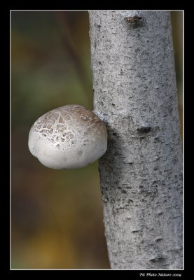 Polypore du bouleau