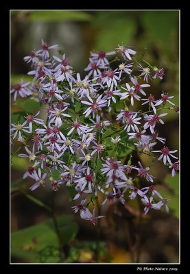 Aster en fleurs