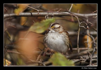 Bruant  gorge blanche    White-throated Sparrow