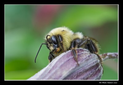 Bourdon